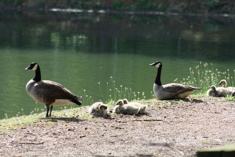 geese1.webp