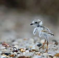 gentleness.webp