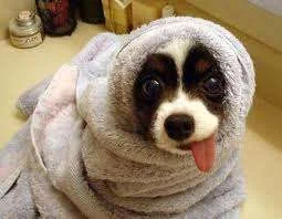 get well.webp