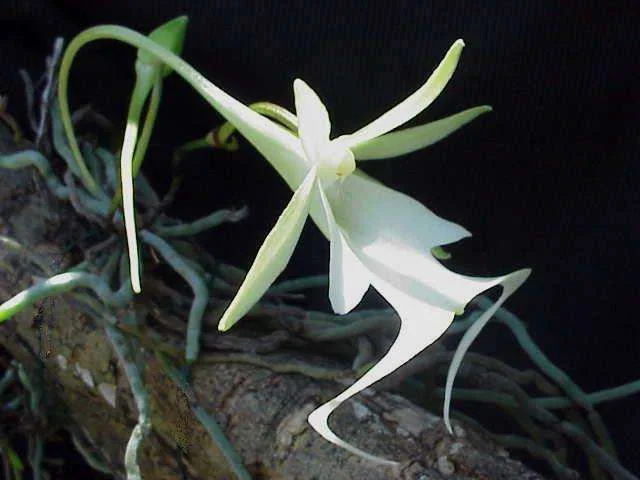 Ghost_Orchid2.webp
