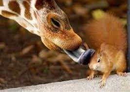 giraffe and squirrel.webp