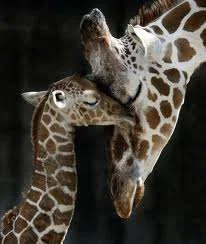 Giraffe, mum and baby.webp