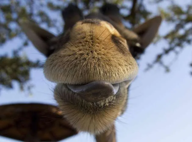 giraffe.webp