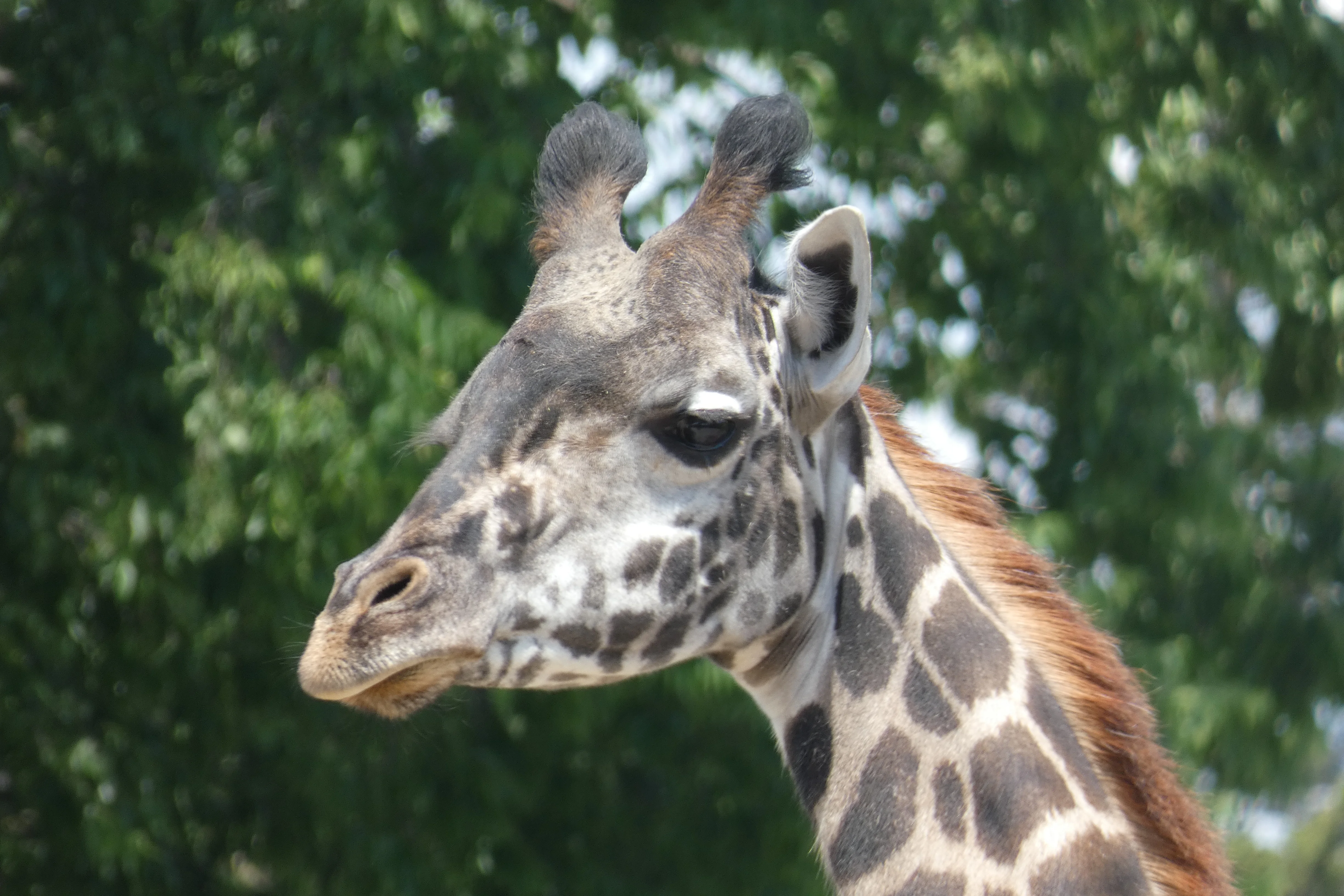 giraffe.webp