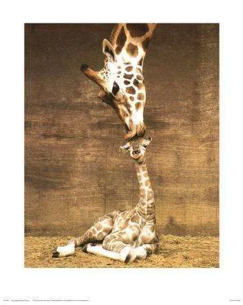 giraffe_baby-17002.webp