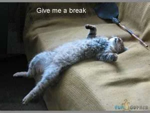 givemeabreak.webp