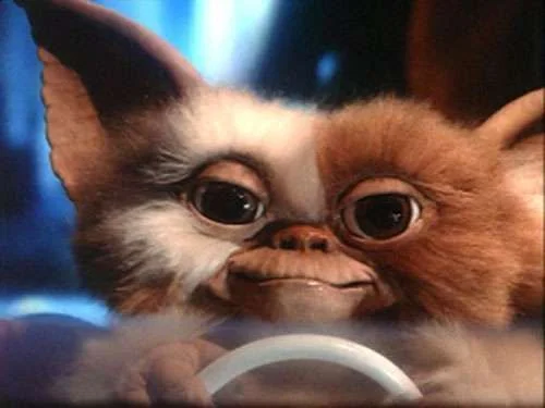 Gizmo_d.webp