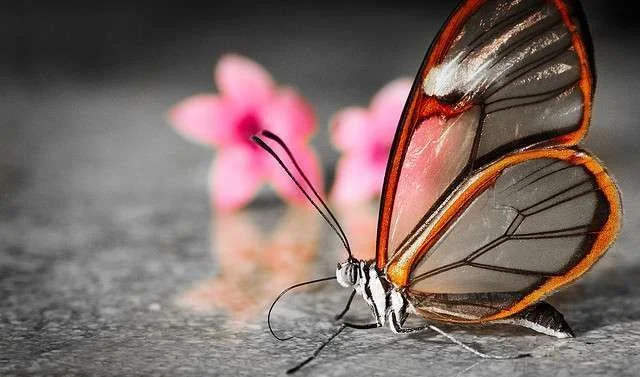 glasswing+butterfly+1.webp