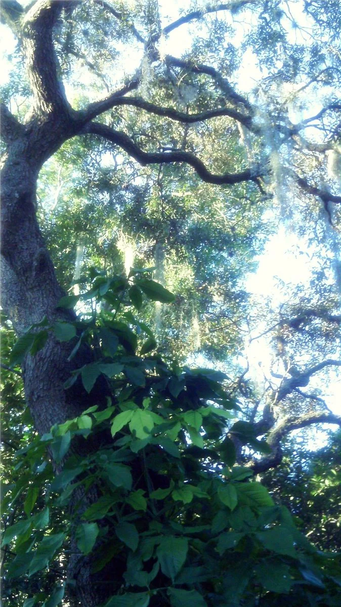 Glenwood Ave Tree.webp