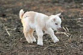 goaty.webp