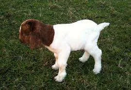 goaty3.webp