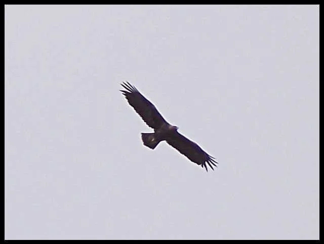 golden-eagle-edits.webp