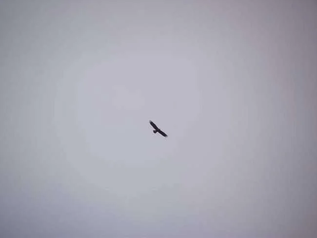 golden-eagle-fullsize-image.webp