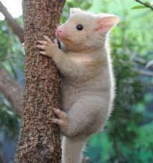 Golden possum.webp
