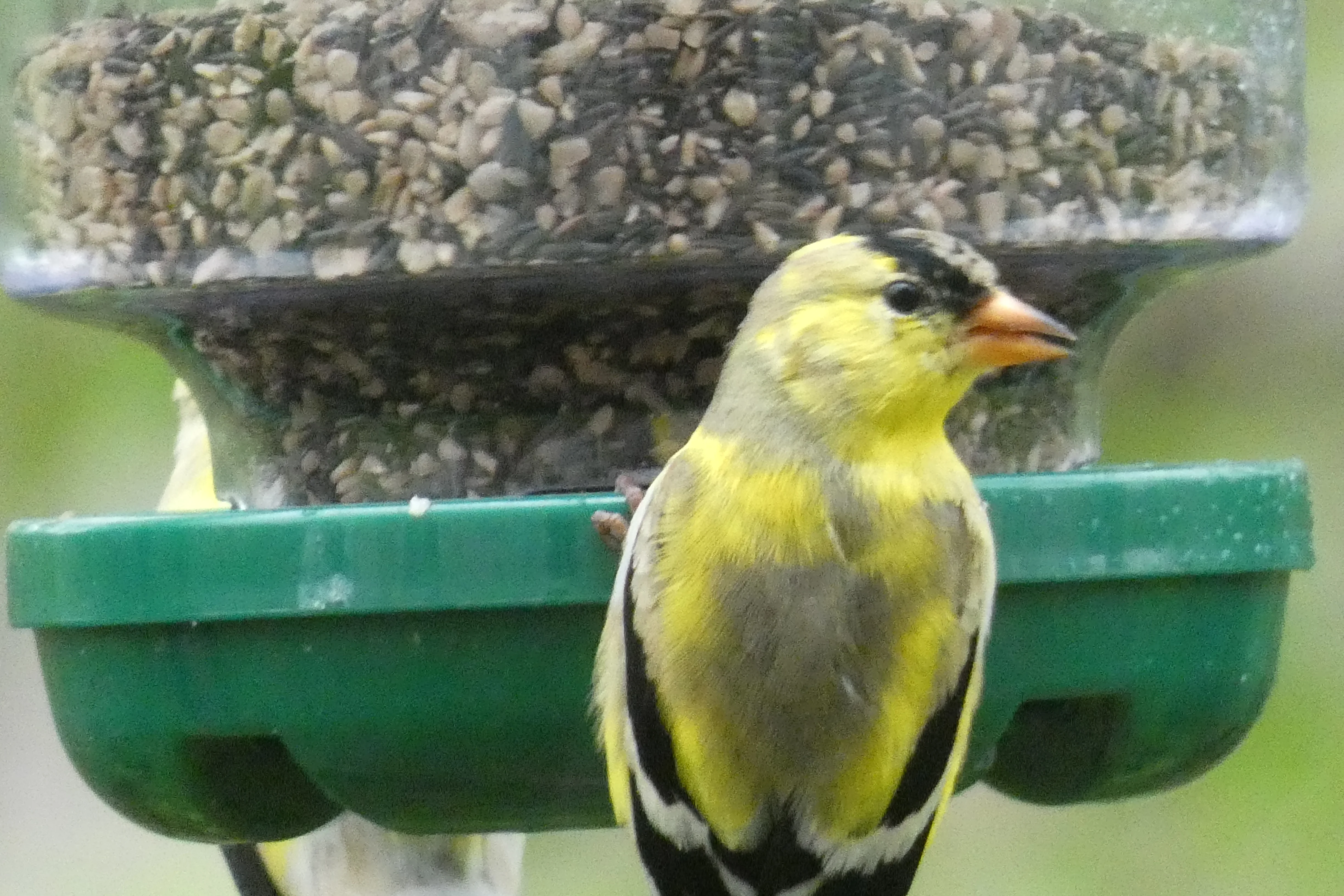 goldfinch on feeder.webp