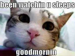 Good morning.webp