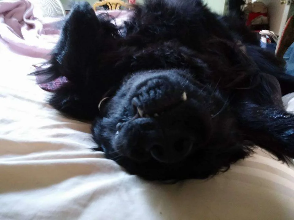 Goofy Newfy.webp