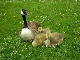 Goose family.webp