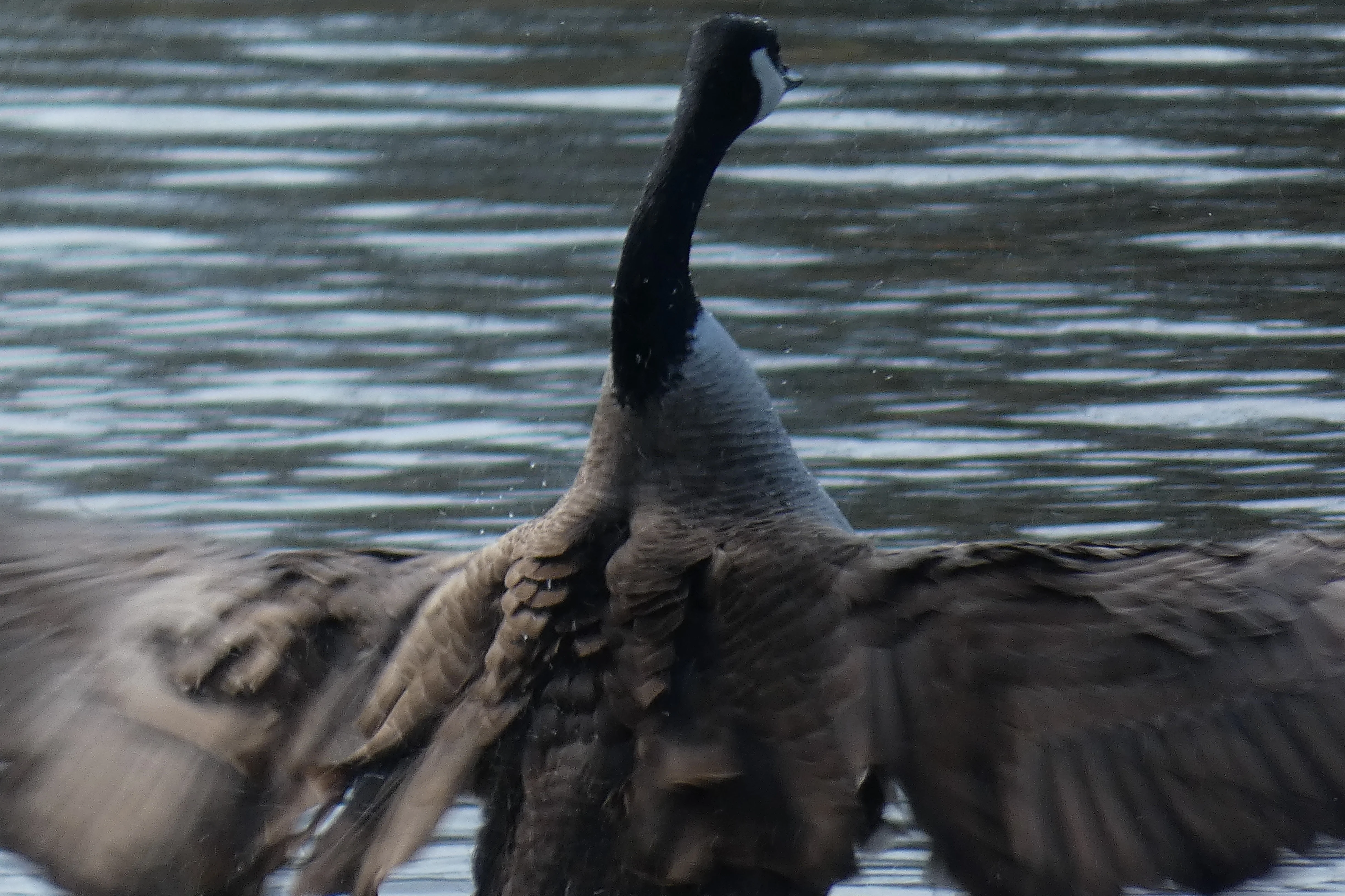 Goose flapping feathers.webp