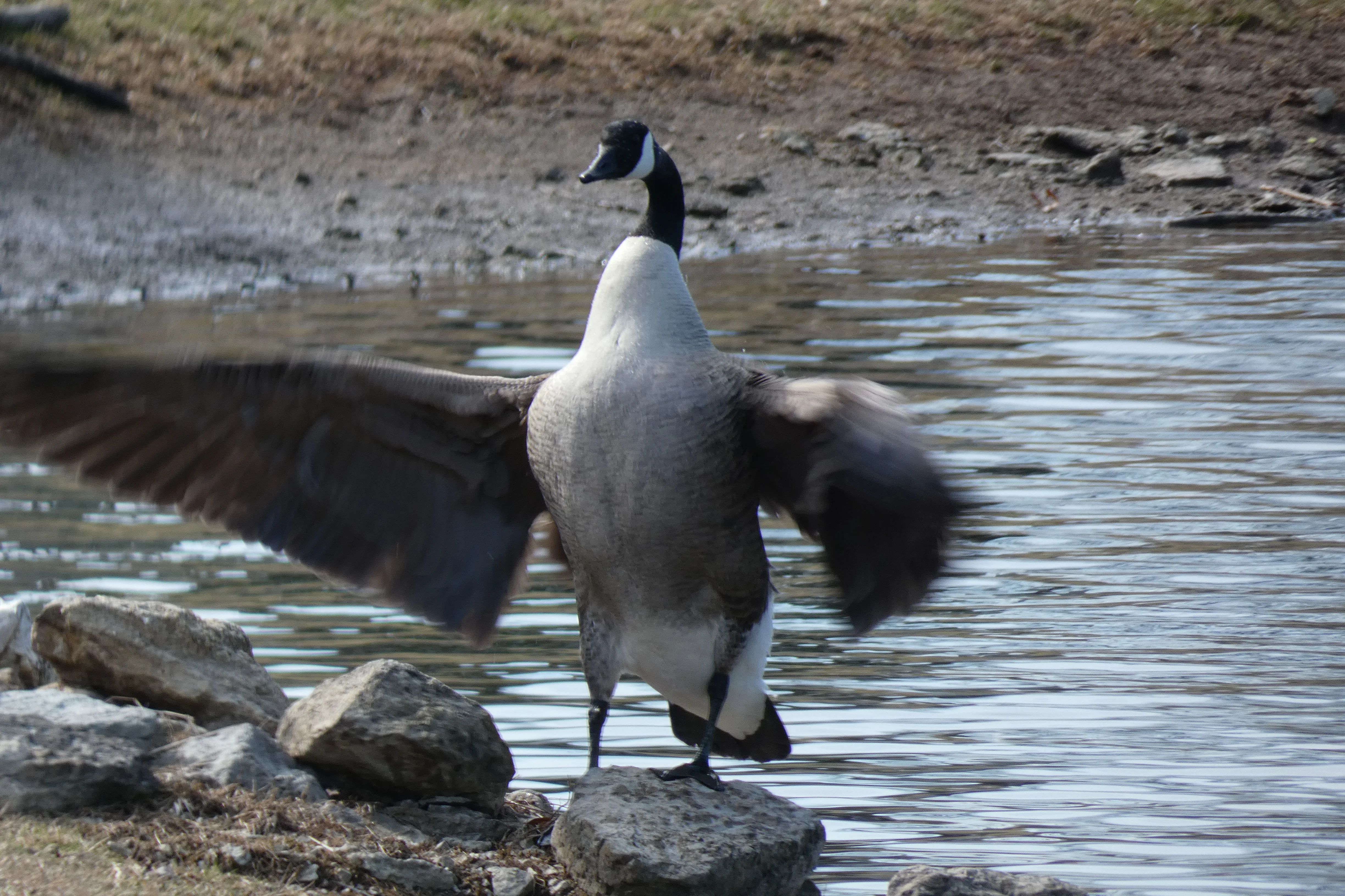 goose flapping feathers_2.webp