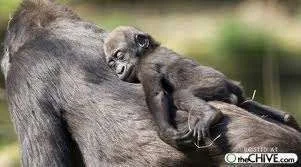 Gorilla.webp
