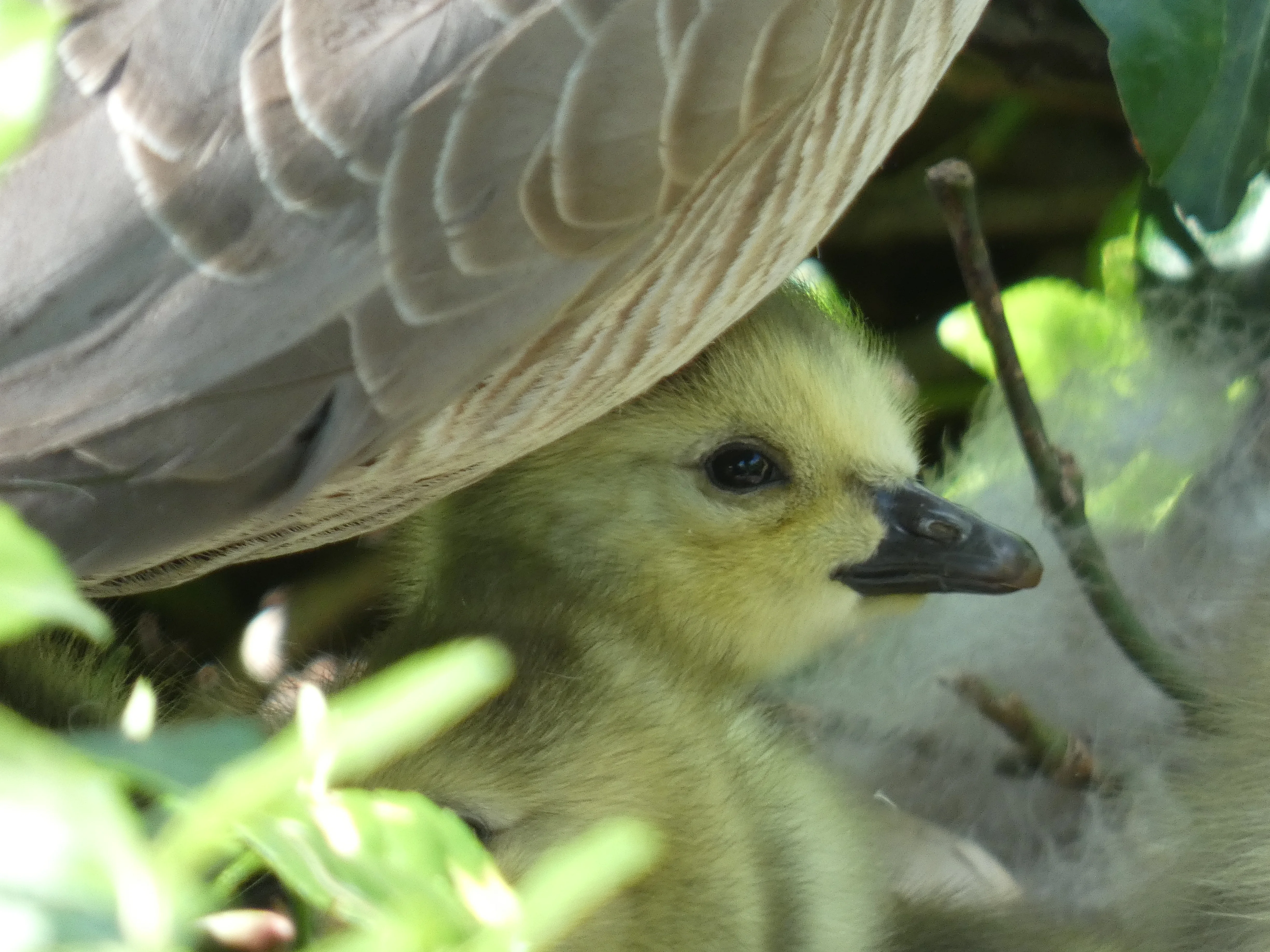 gosling.webp