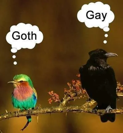 goth-gay-birds.webp