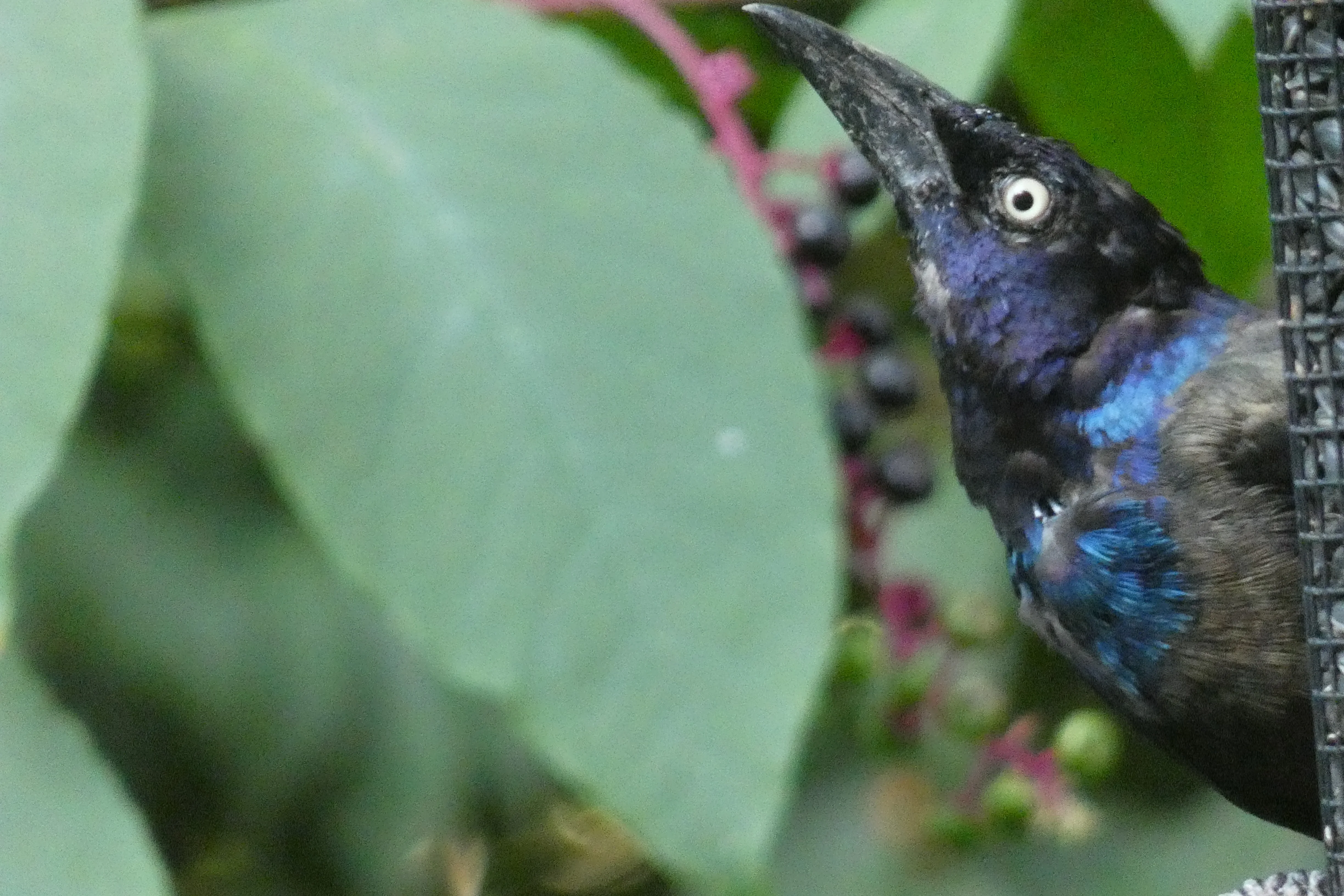 grackle looking up.webp