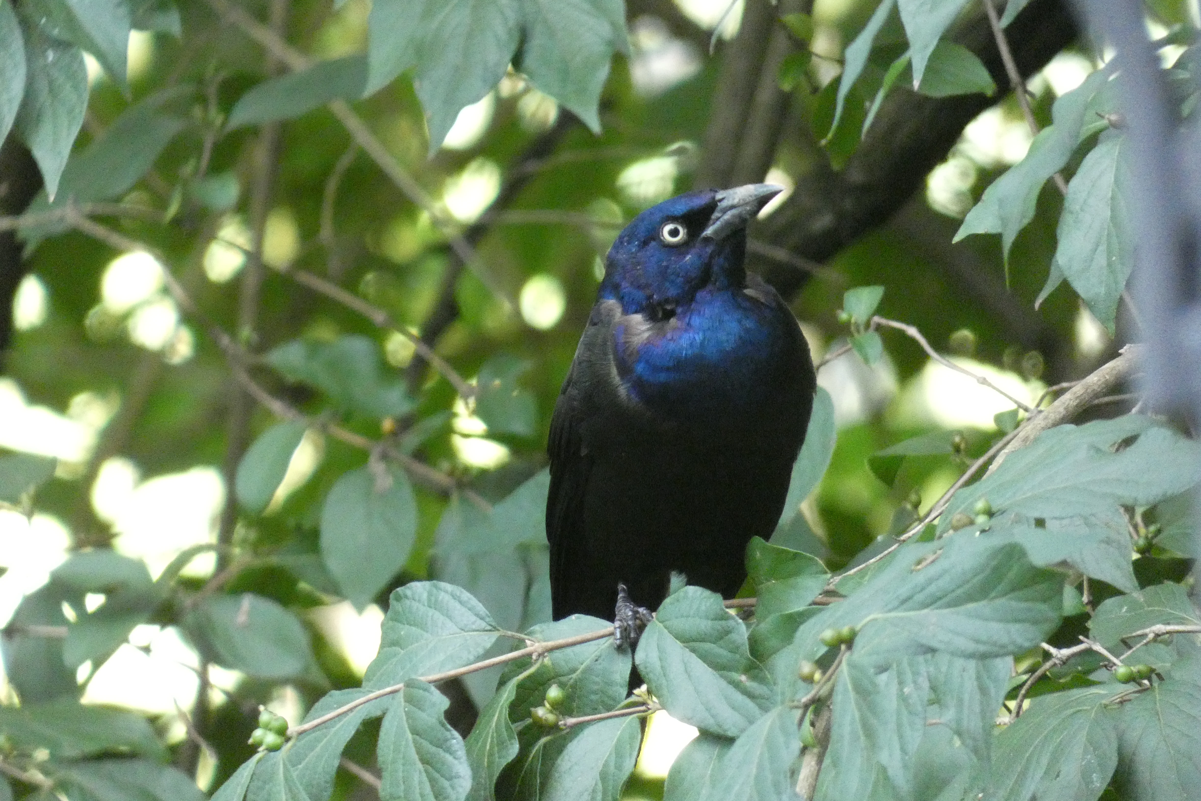 grackle.webp