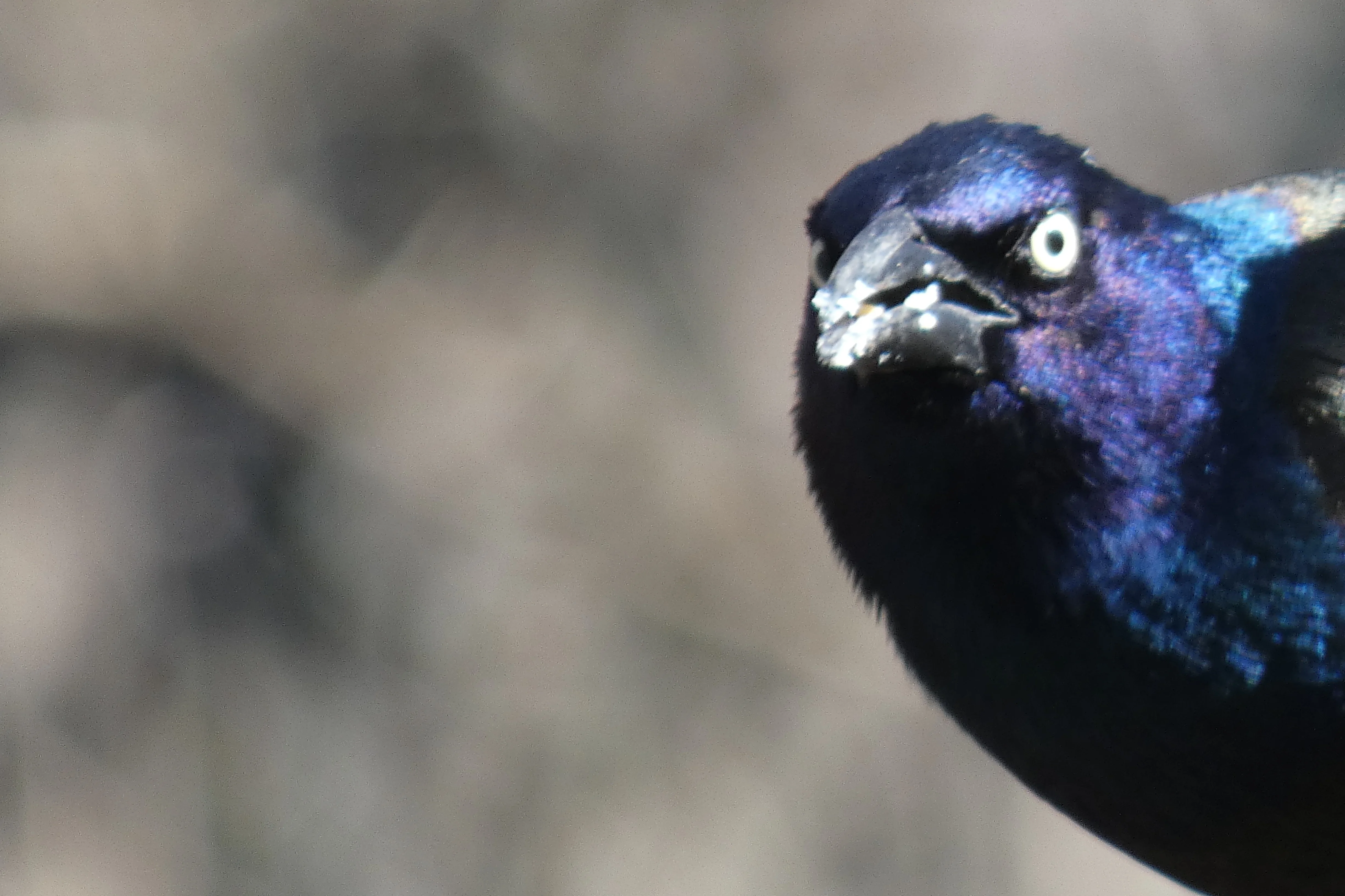 grackle_2_03102022.webp