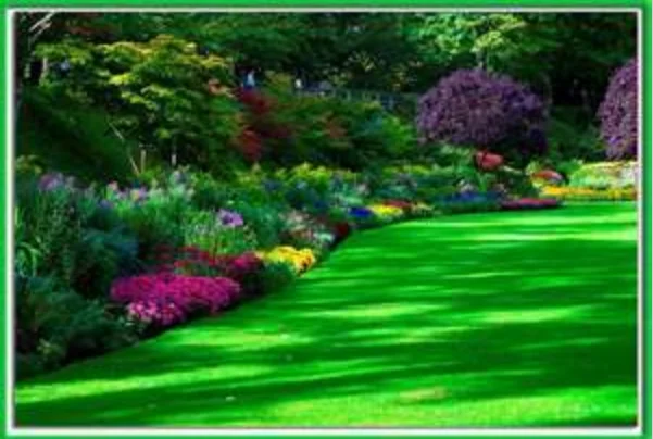 grass garden.webp