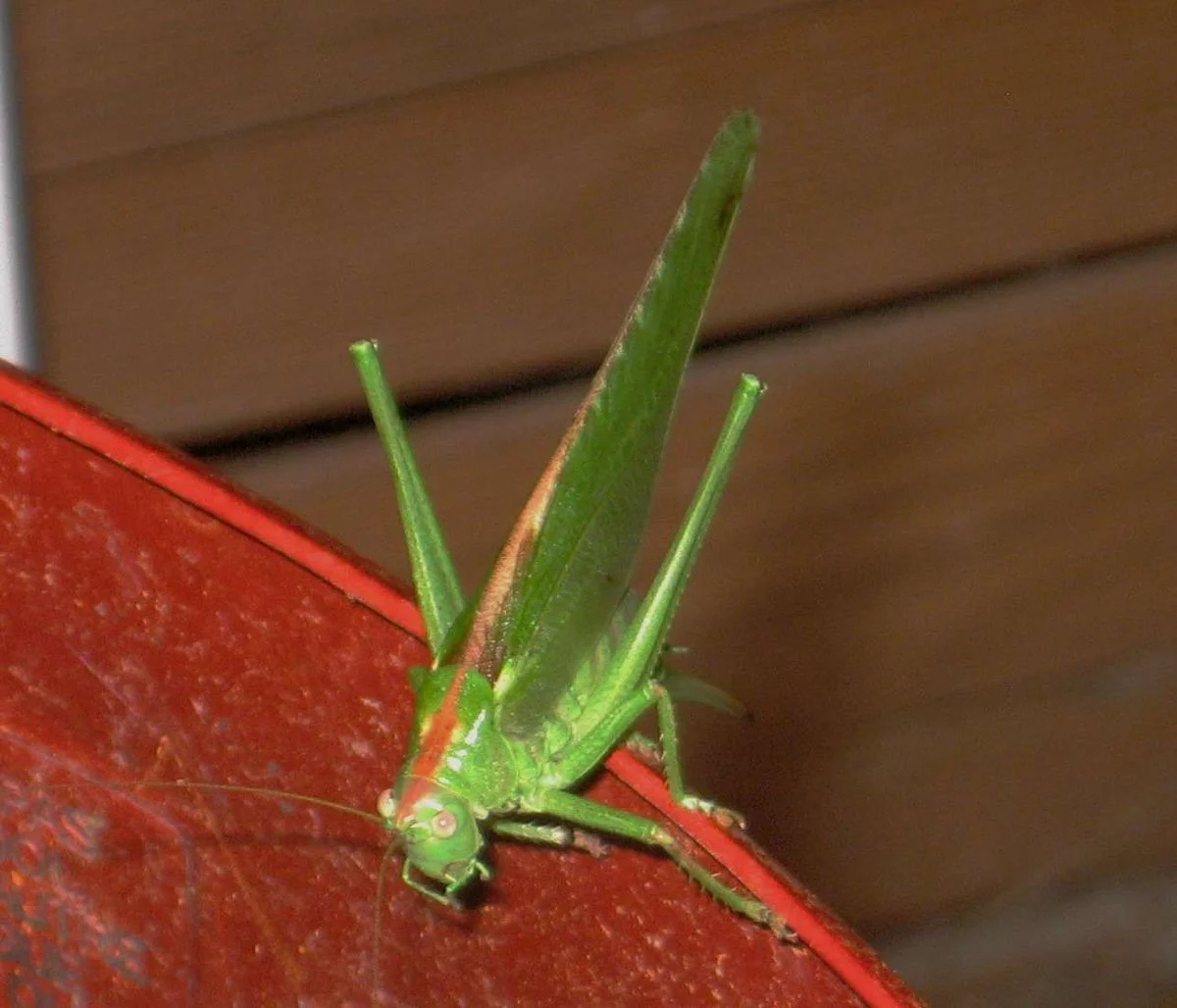 Grasshopper.webp