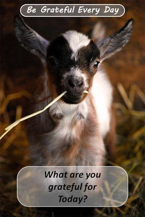 grateful-goat.webp