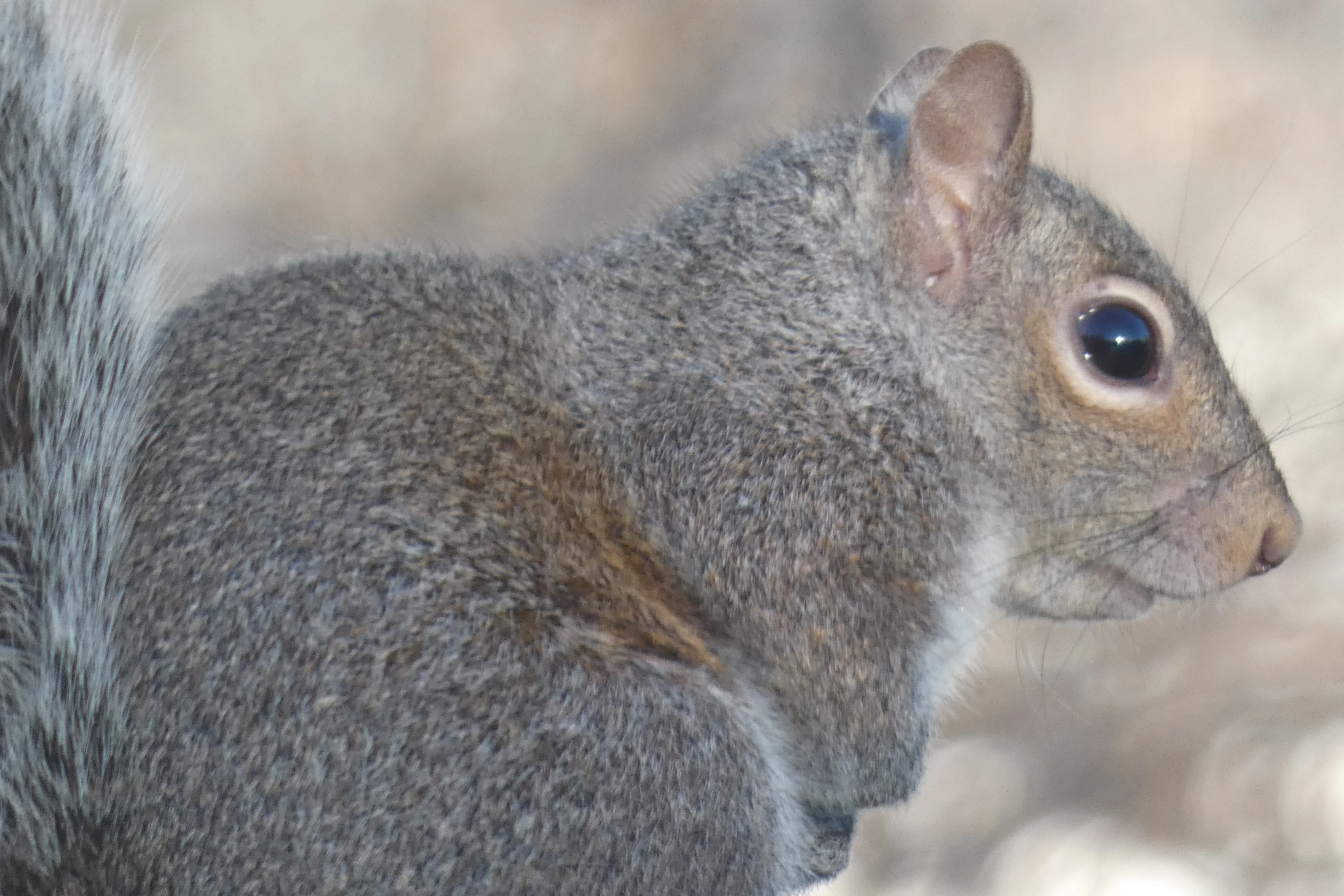 gray close up.webp