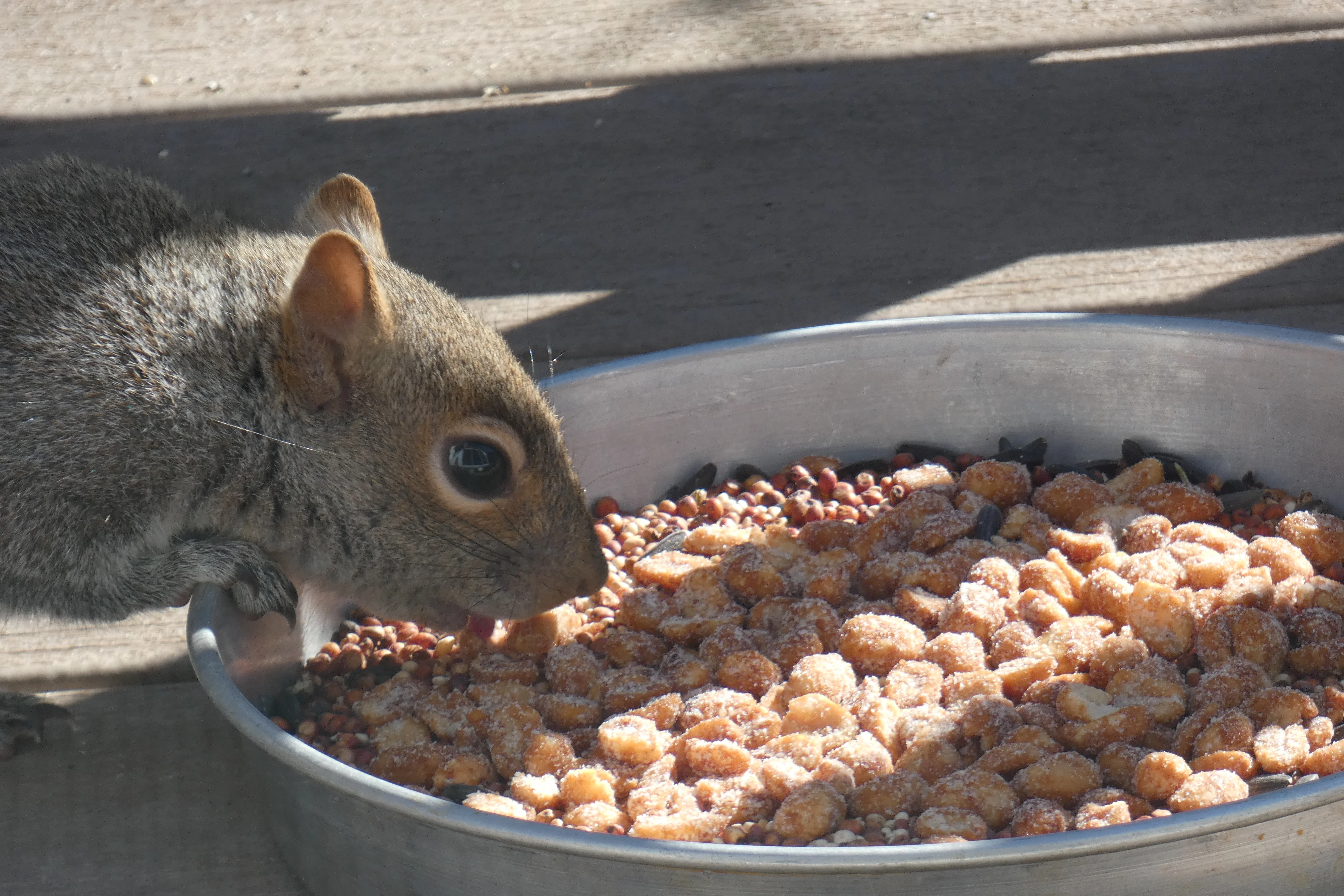 Gray squirrel eating from pan 02192022.webp