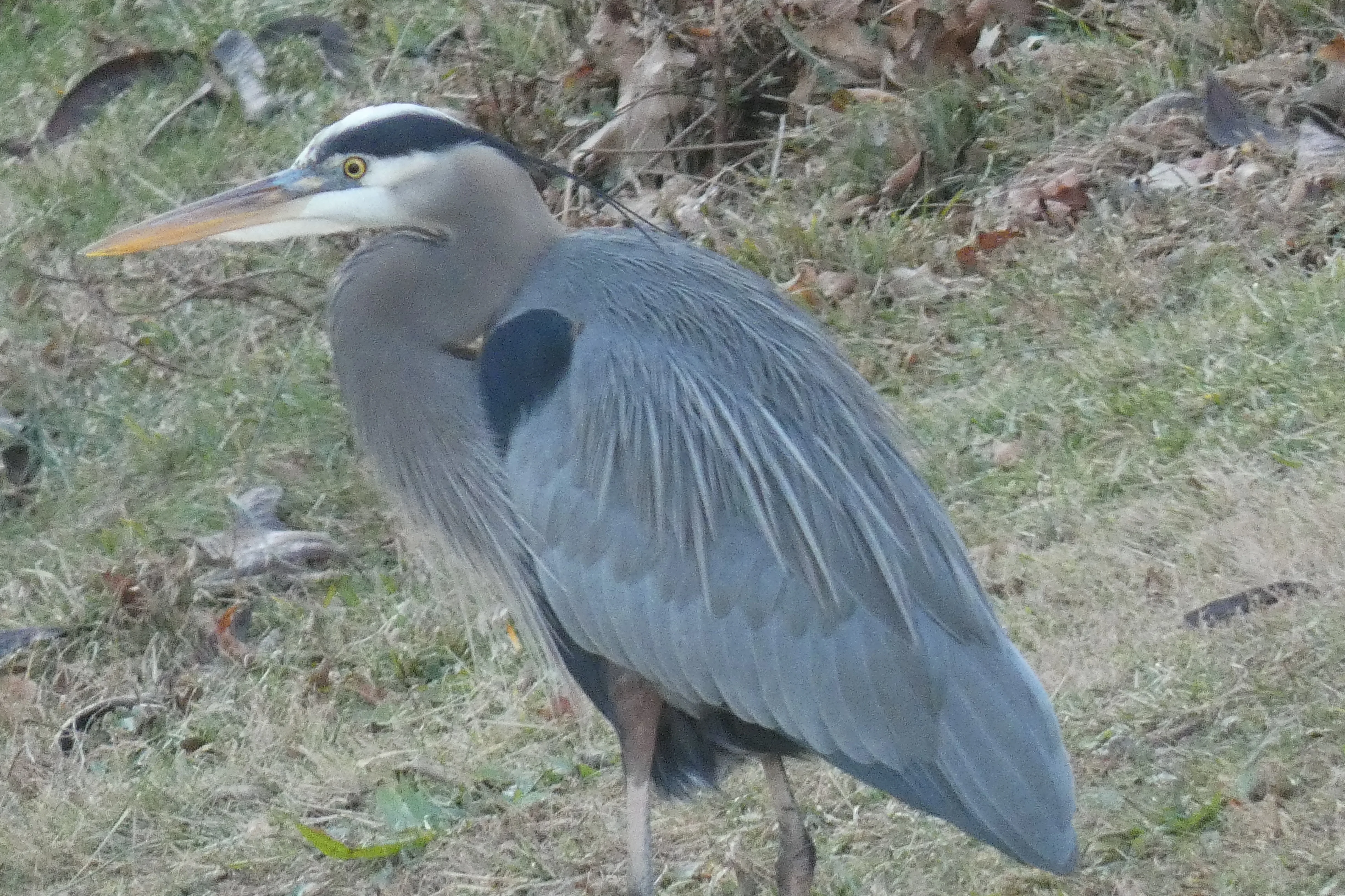 great blue heron 01042022.webp