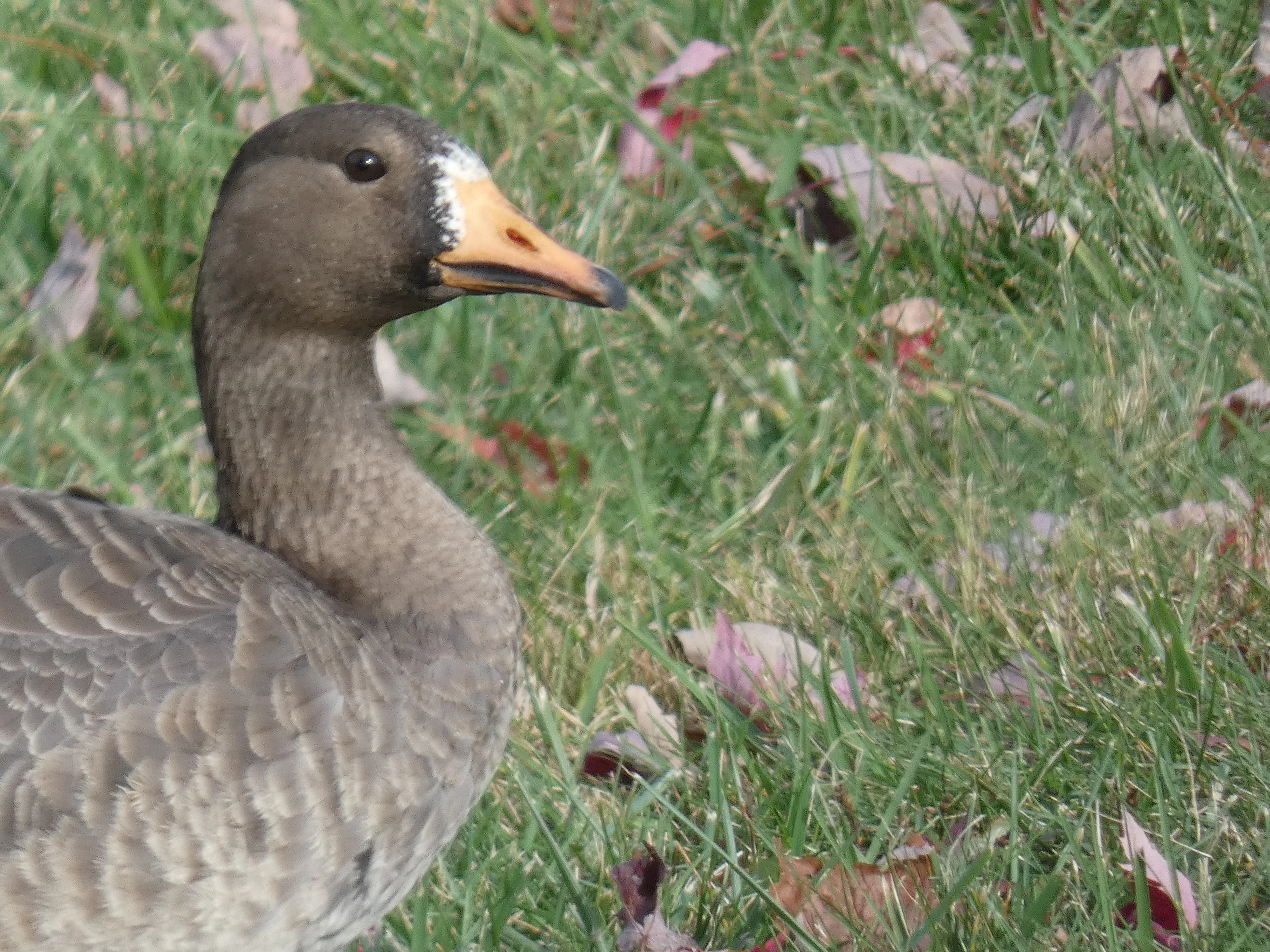 Greater White-Fronted Goose_head.webp