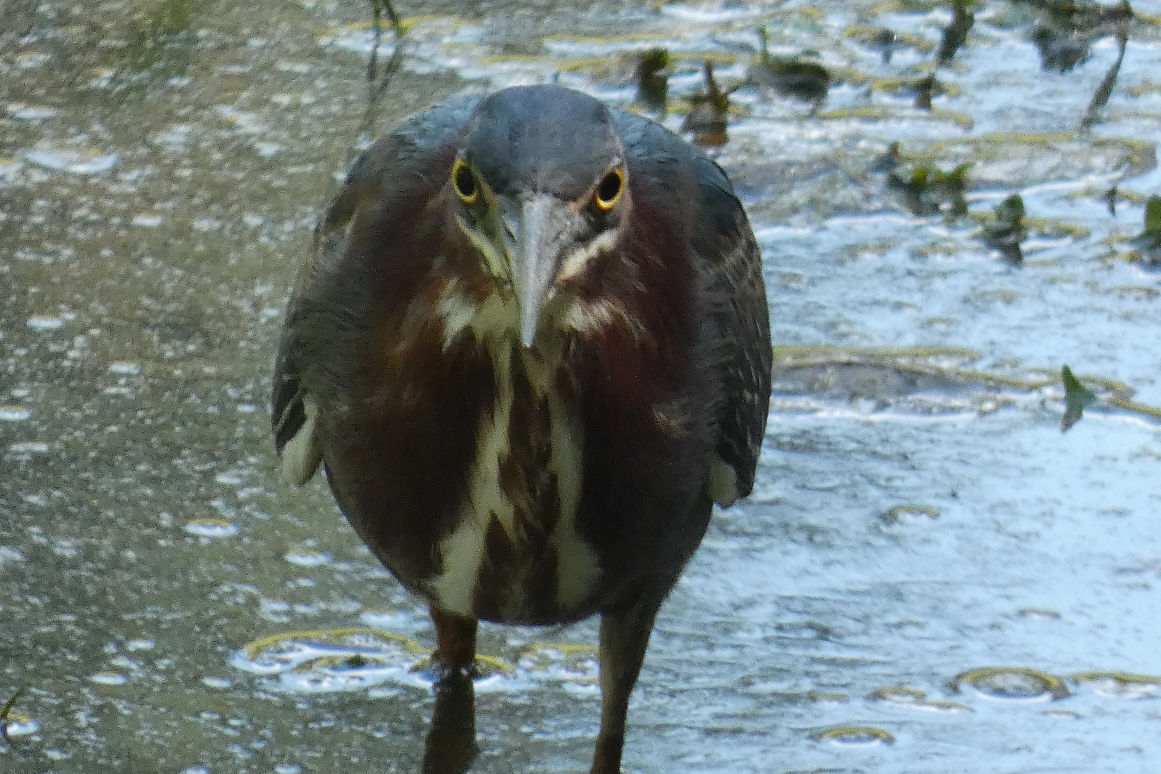 green heron 06232022.webp