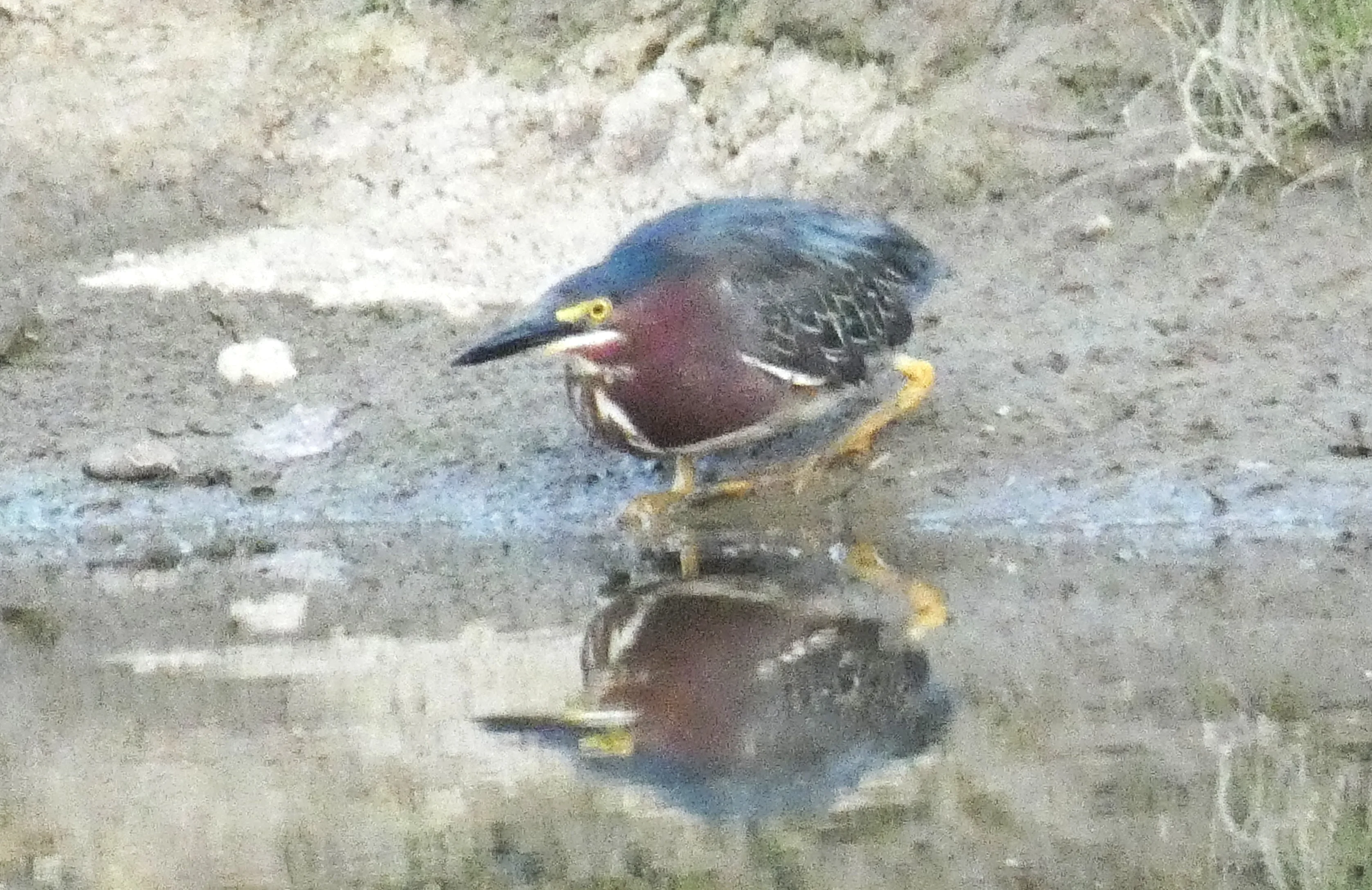 green heron and reflection.webp
