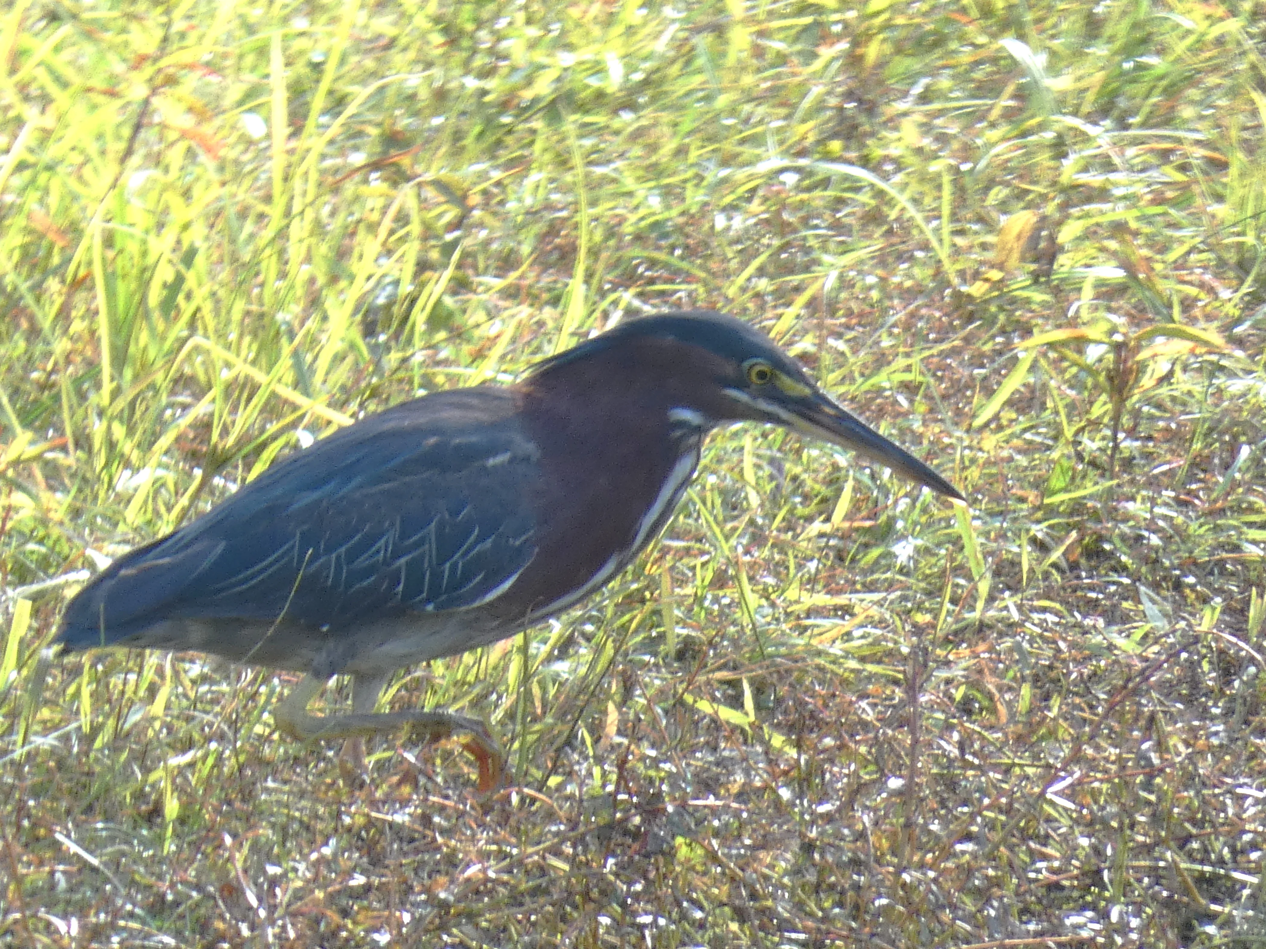 green heron at lake Aug 2025.webp