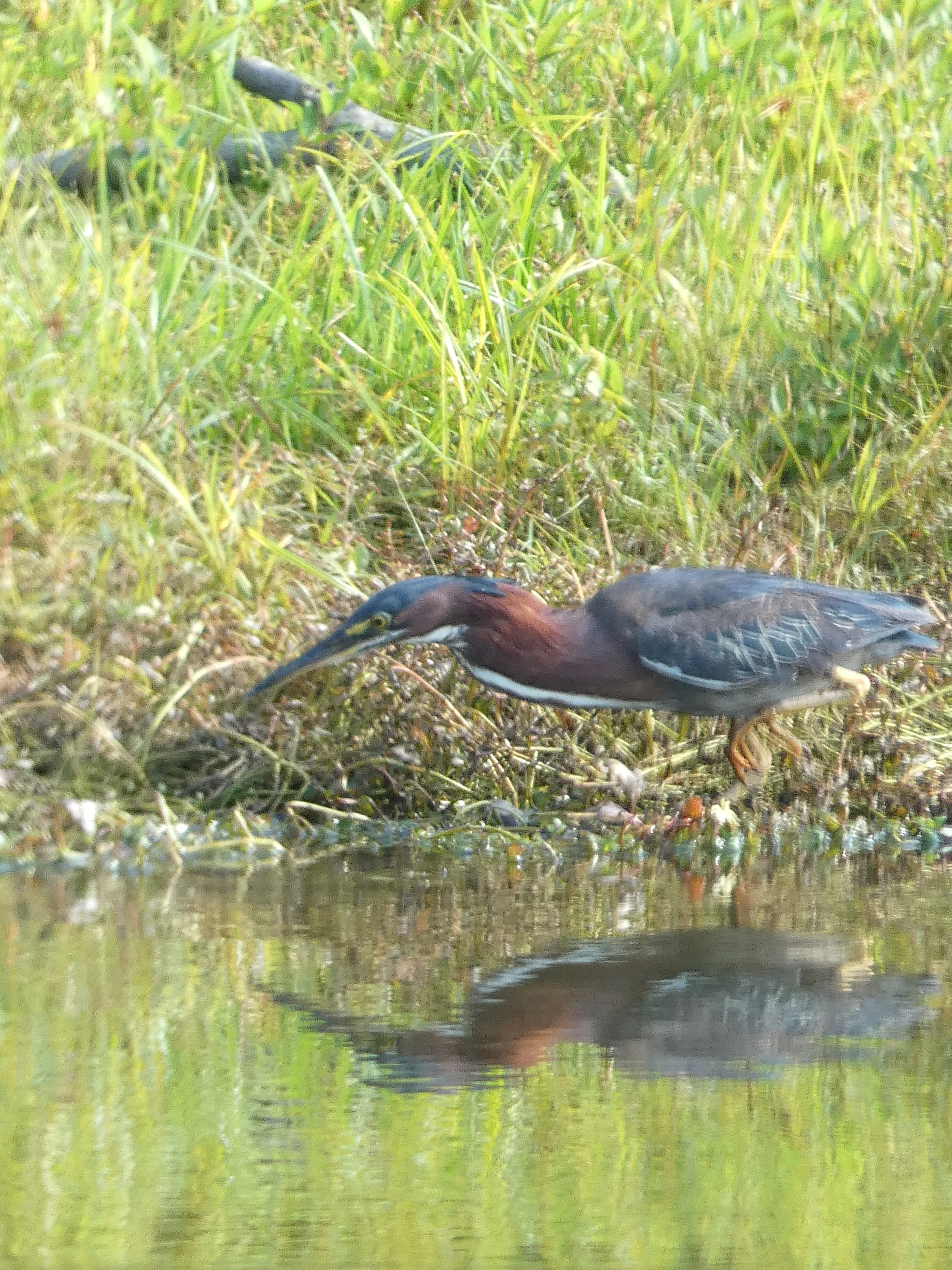 green heron fishing and reflection.webp