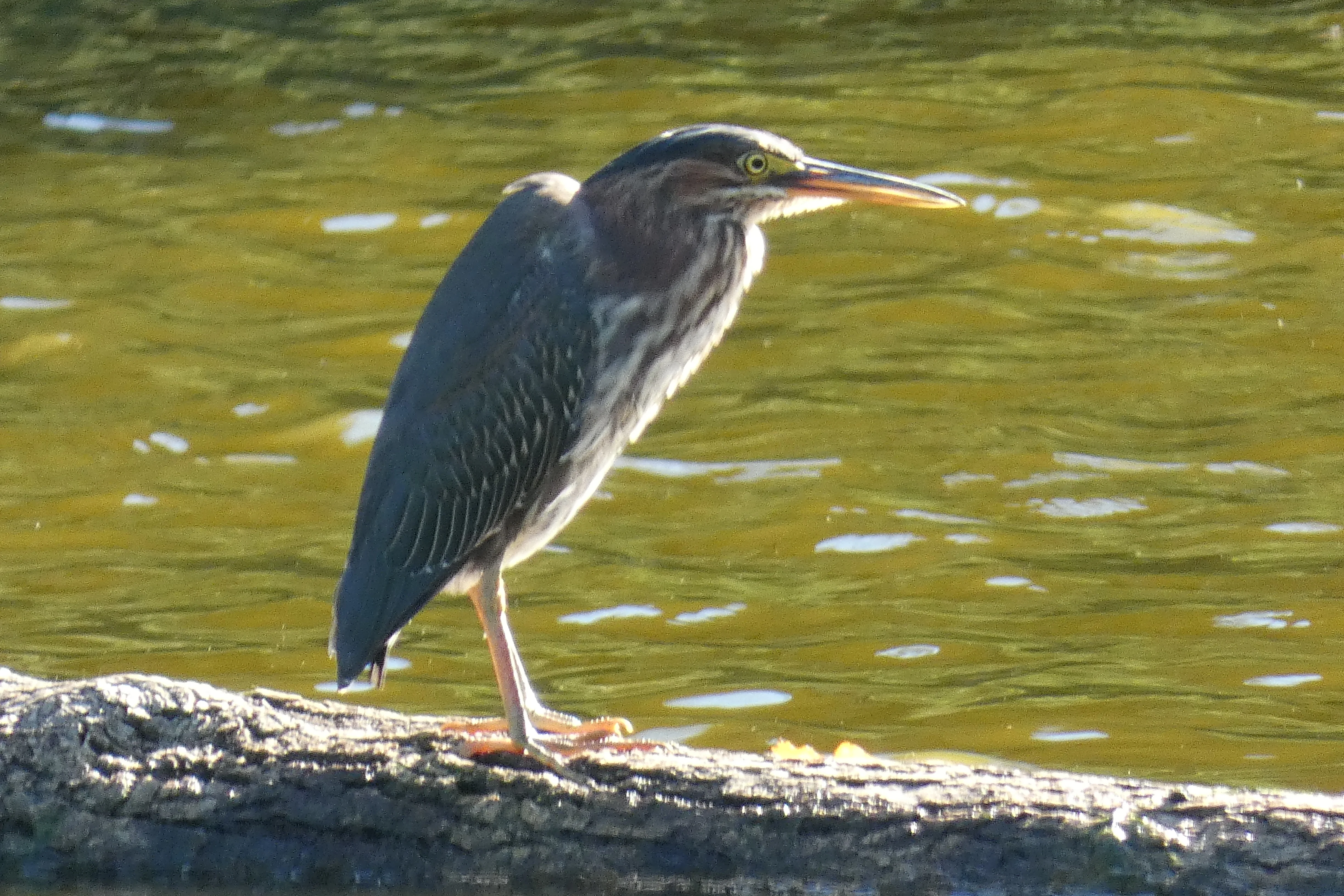 green heron good 09262021.webp