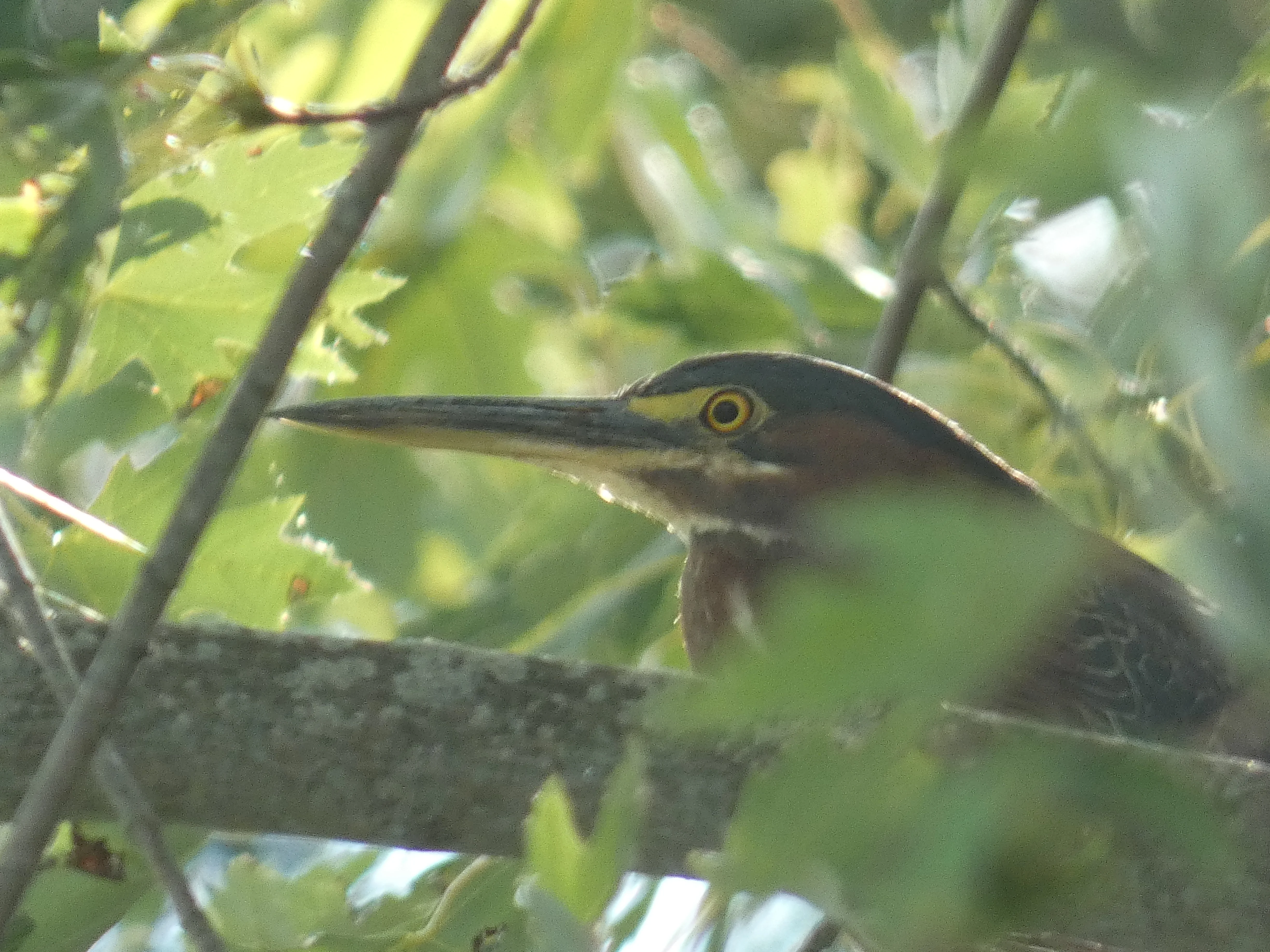 green heron head.webp