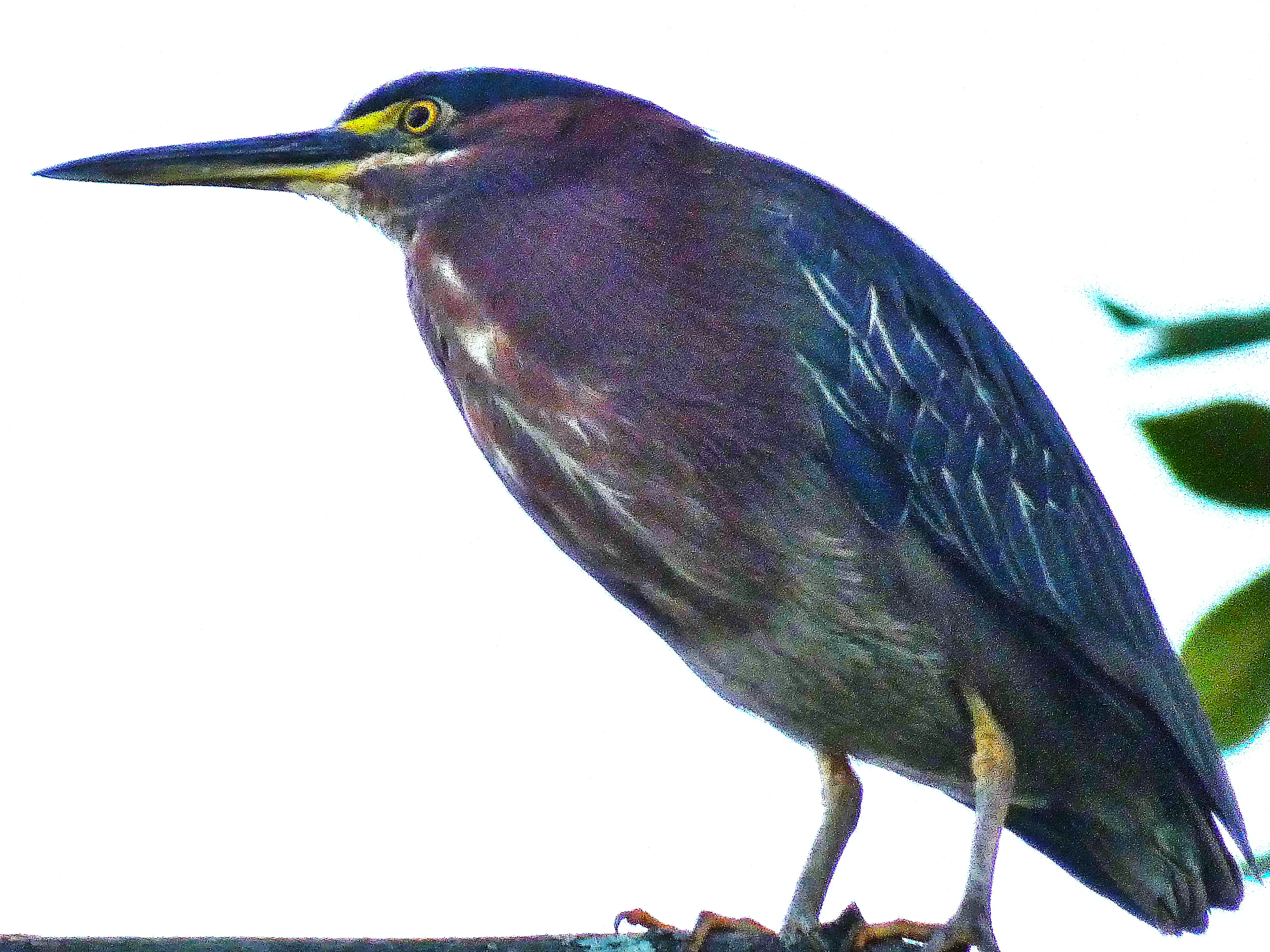 green heron in tree_2 08242025.webp