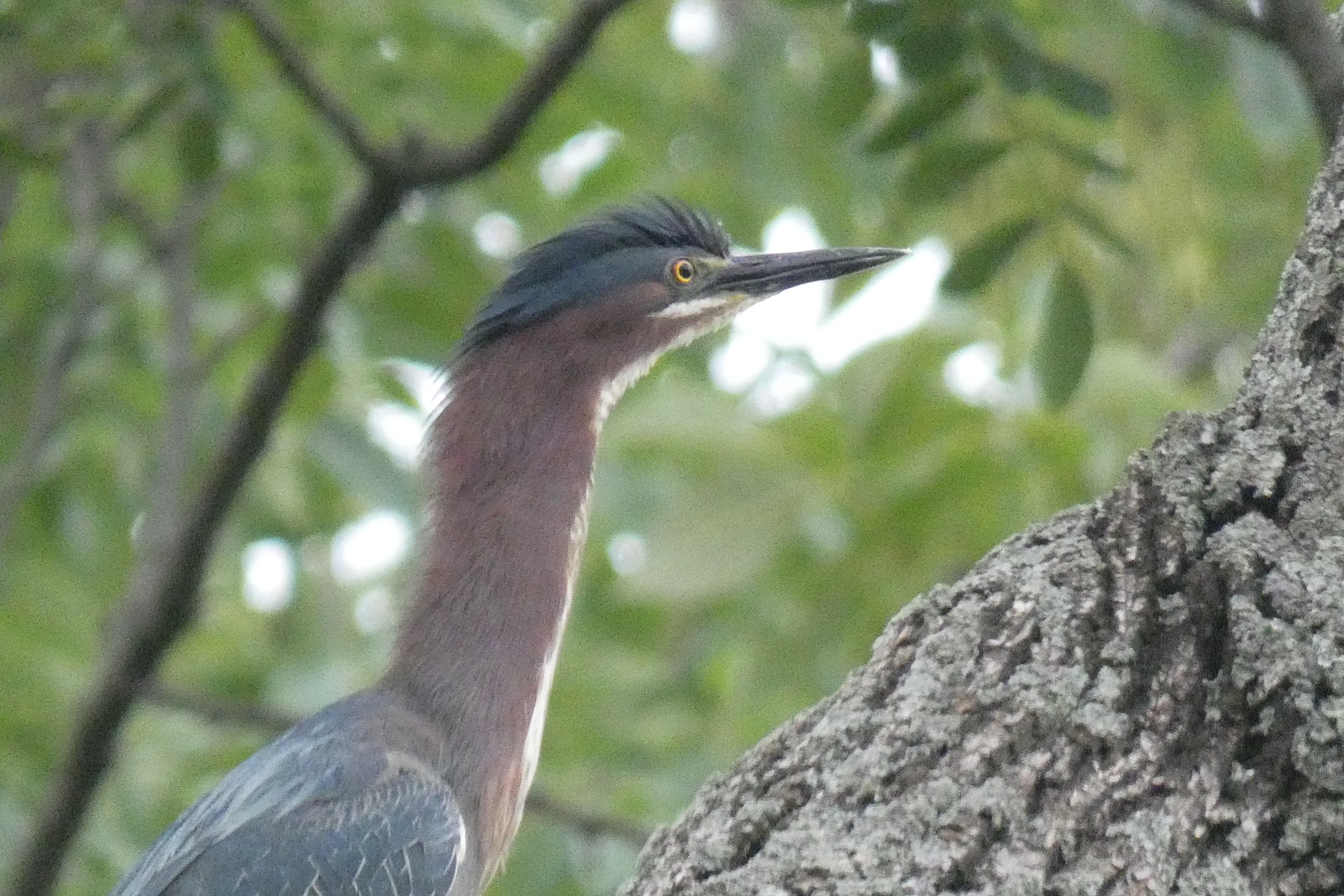 green heron in tree_2.webp