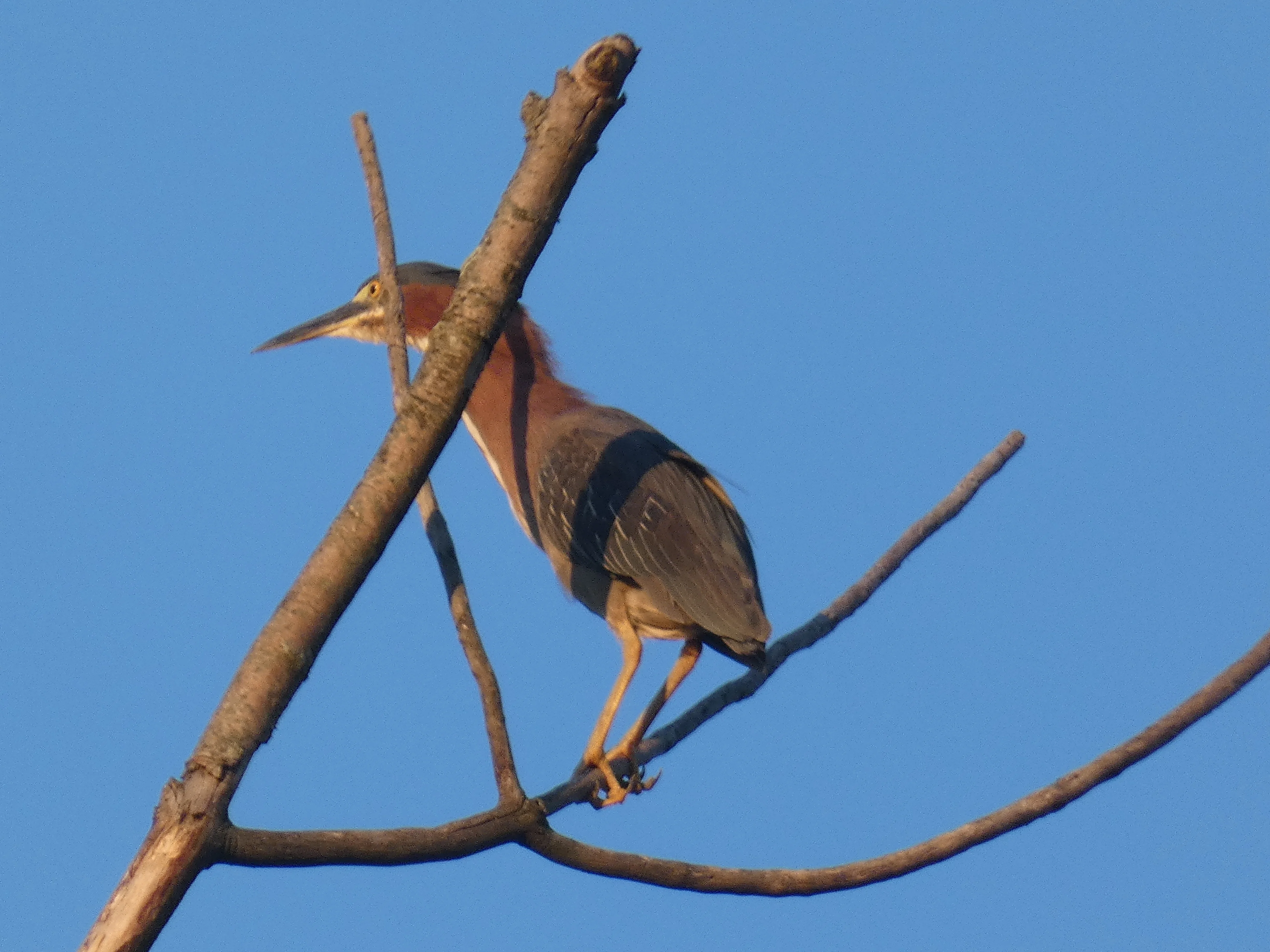 green heron in tree_3.webp