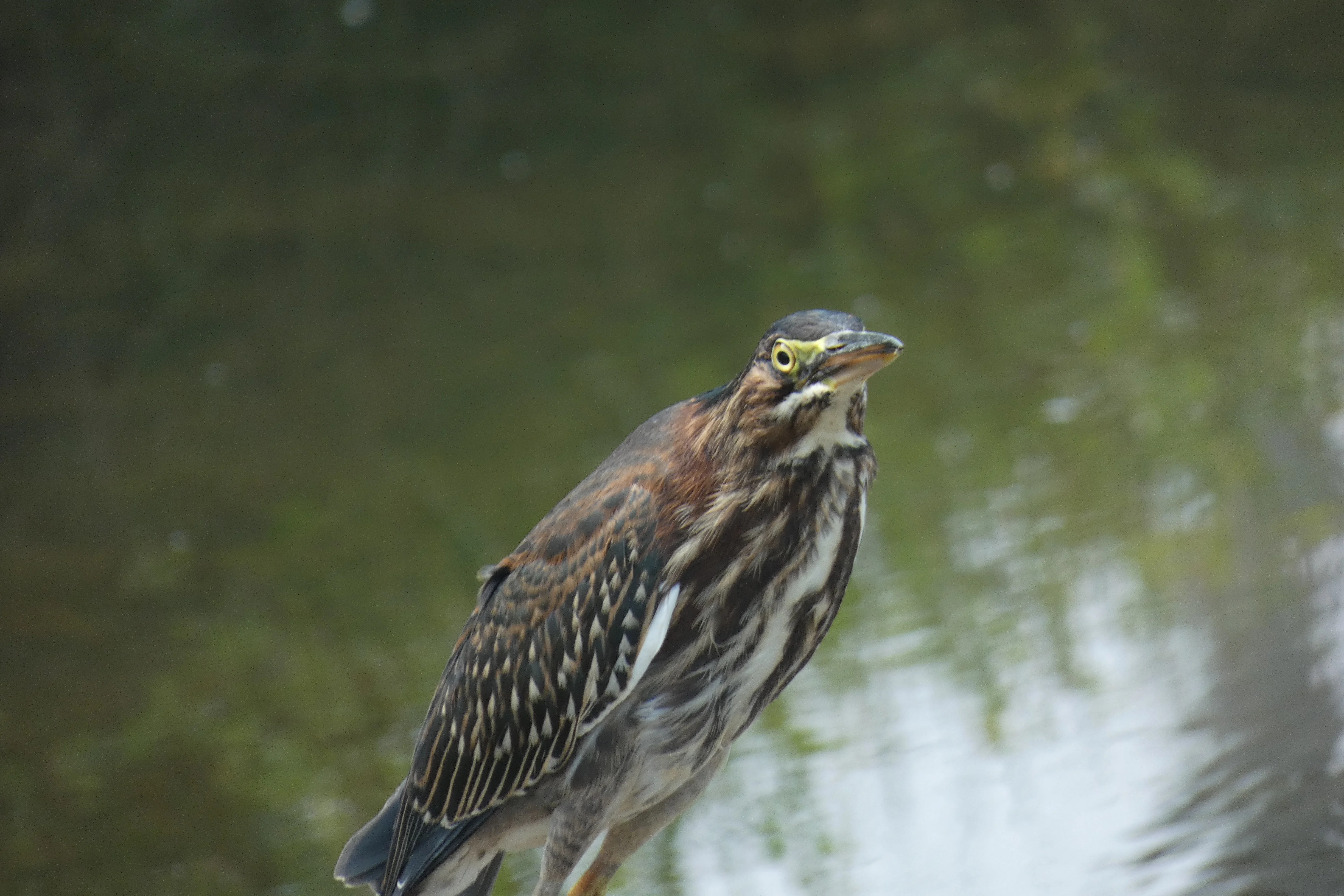 green heron inquisitive.webp