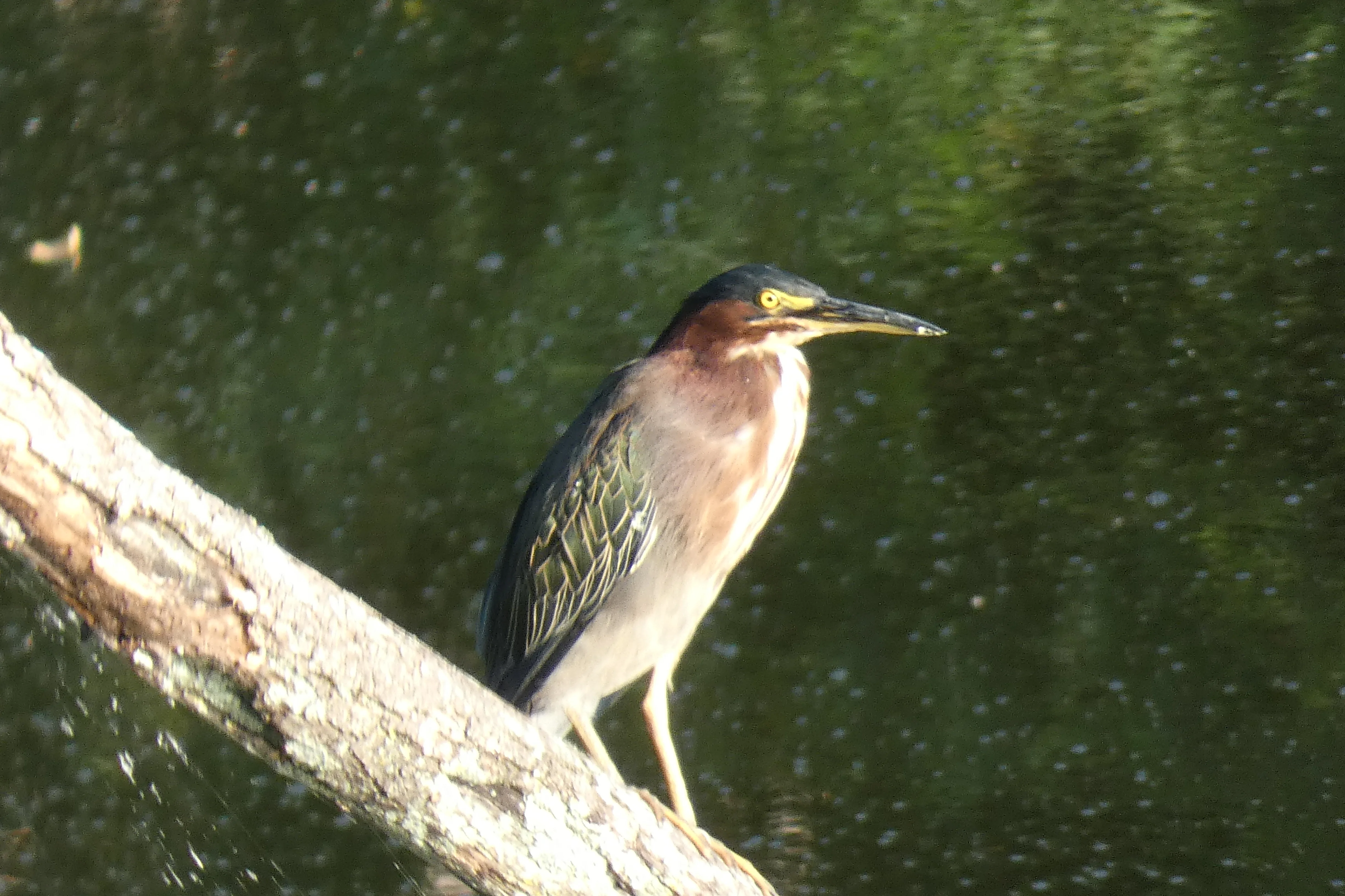 green heron on branch 08212021.webp