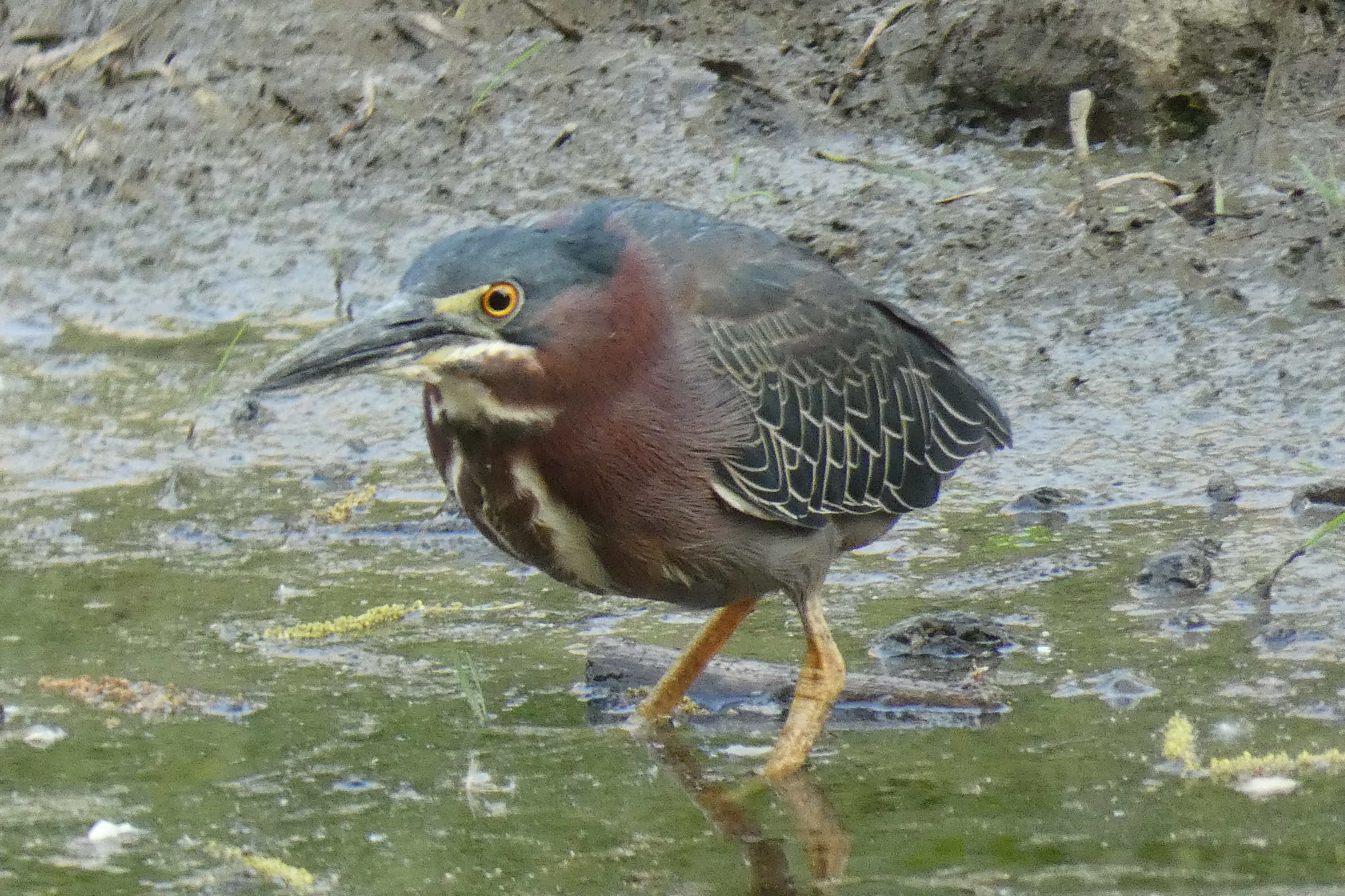 green heron_3 05182023.webp