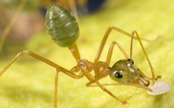 green-tree-ant.webp